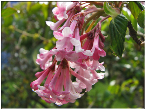 9751 Fleurs de mars Viorne.jpg