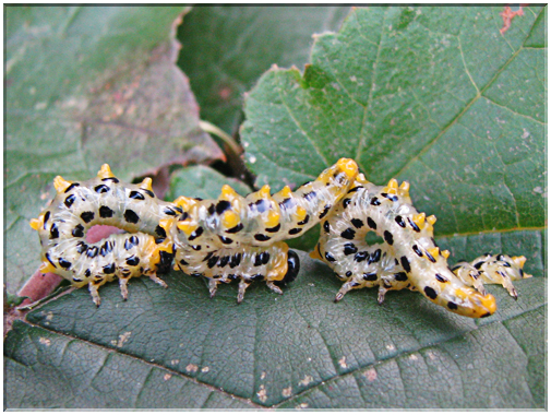 9761 Tenthrèdes (larves Craesus septentrionalis).jpg