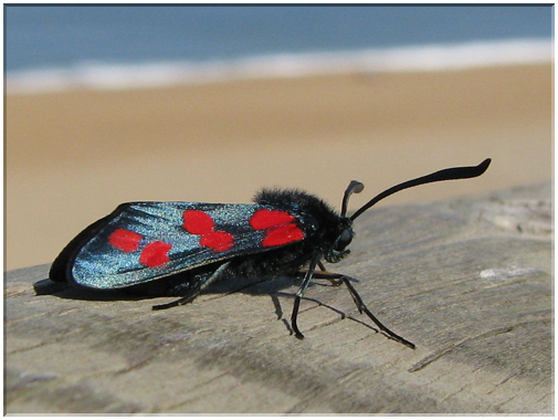 9770 Anglet-Une zygène (Zygaena filipendulae).jpg
