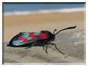 9770 Anglet-Une zygène (Zygaena filipendulae).jpg