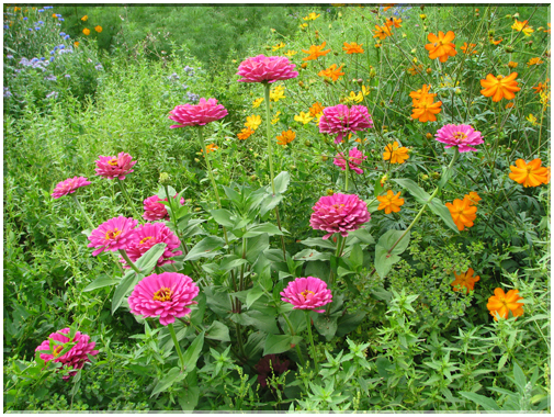 9788 Un champ de fleurs.jpg