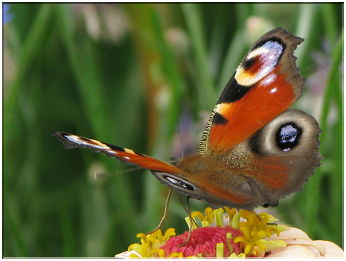 9789 J'y papillonne.jpg