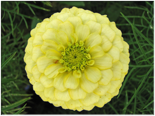 9790 Une fleur des champs.jpg