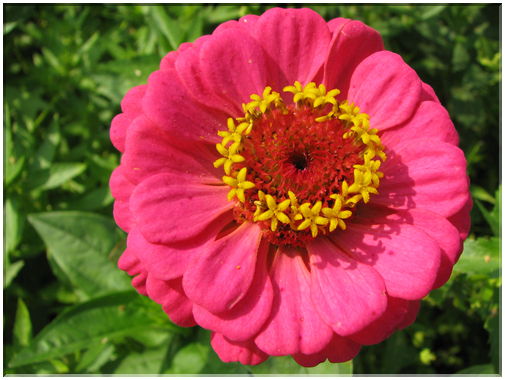 9792 Au firmament floral.jpg