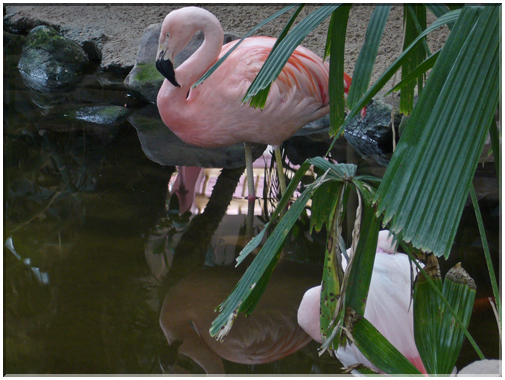9797 Center Parc ''Les Bois Francs'' (Normandie)-Un flamand rose.jpg
