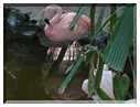 9797 Center Parc ''Les Bois Francs'' (Normandie)-Un flamand rose.jpg