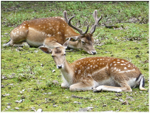 9799 Center Parc ''Les Bois Francs'' (Normandie)-Un couple d'élans.jpg