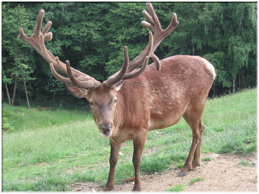 9807 Allemagne-Forêt Noire-Face à face avec un cerf.jpg
