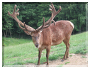 9807 Allemagne-Forêt Noire-Face à face avec un cerf.jpg