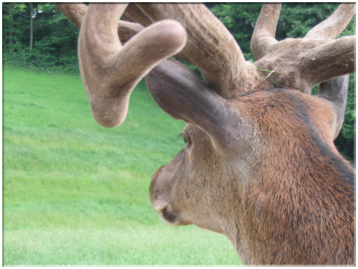 9808 Allemagne-Forêt Noire-Le cerf se détourne.jpg