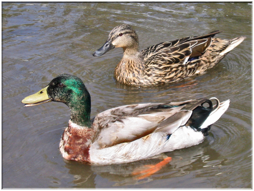 9809 Le Rhin-Un couple de canards sauvages.jpg