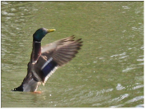 9810 Le Rhin-Un canard s'ébrouant.jpg