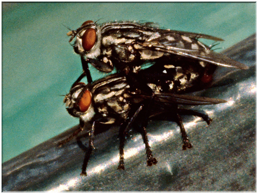 9813 Ebats de mouches (scan diapo).jpg