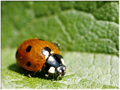9816 Coccinelle.jpg