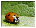 9816 Coccinelle.jpg