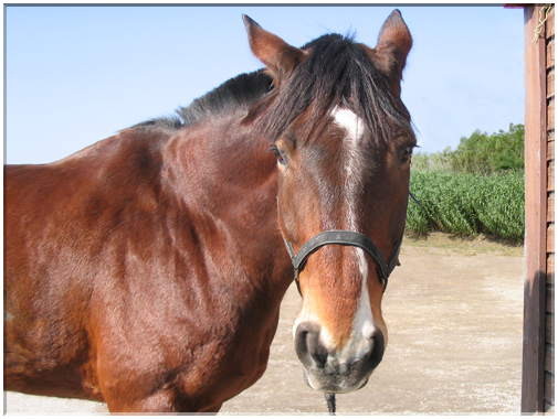 9827 La Wantzenau-Waldhof-Un cheval de selle.jpg