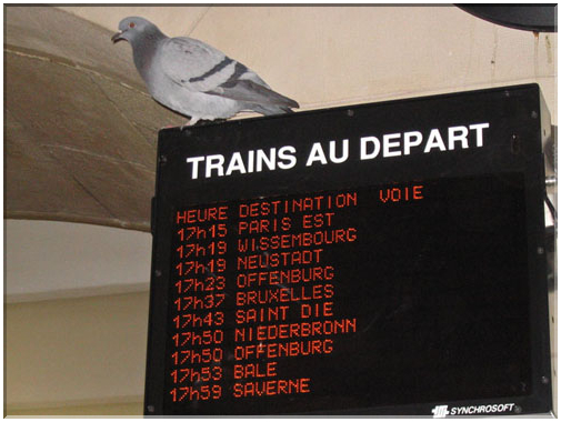 9844 Strasbourg-Un pigeon voyageur.jpg
