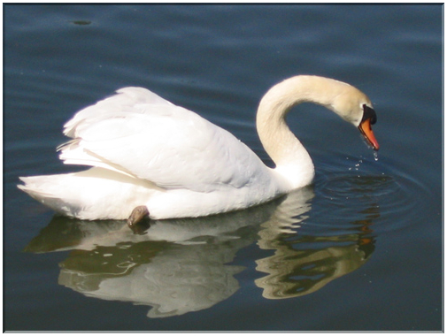 9857 Strasbourg-Un cygne.jpg