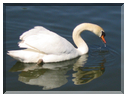 9857 Strasbourg-Un cygne.jpg