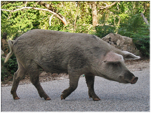 9880 Corse-Un cochon noir sauvage.jpg