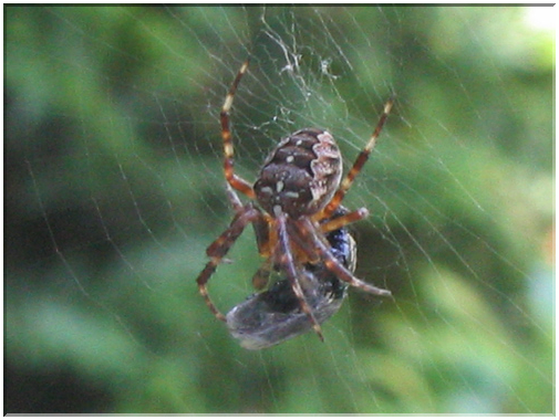 9890 Araignée épeire (Araneus diadematus) emballant sa proie.jpg