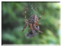 9890 Araignée épeire (Araneus diadematus) emballant sa proie.jpg