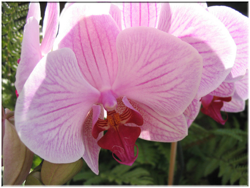 9958 Orchidée (Phalaenopsis).jpg