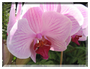 9958 Orchidée (Phalaenopsis).jpg