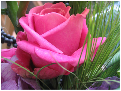 9959 Une rose.jpg