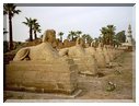 9982 Egypte-Louxor-L'allée aux sphinx reliant les 2 temples.jpg